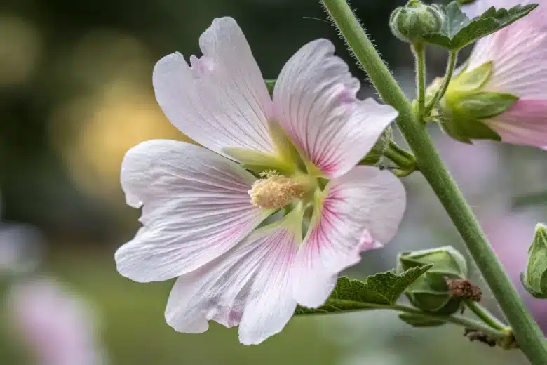 Une image d'une fleur de mauve en gros plan avec une texture douce et apaisante, illustrant son effet anti-inflammatoire.